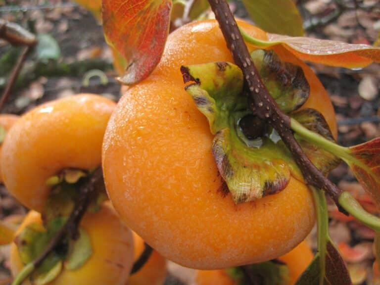 Close-up view of juicy ripe persimmons on a tree with dew drops, showcasing their vibrant orange color.