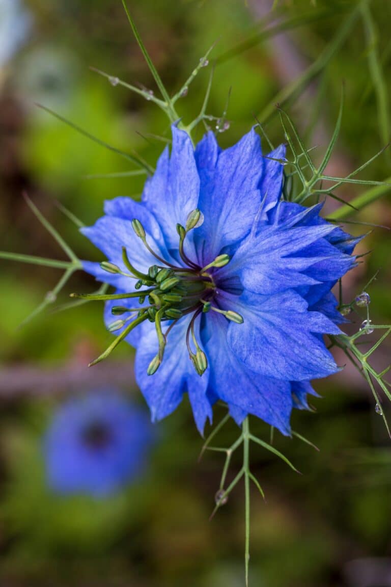 Close-up of a Love-in-a-mist Flower