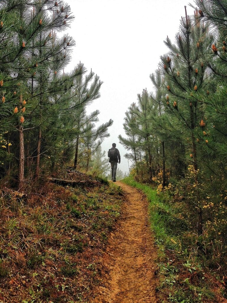 trail, man, forest