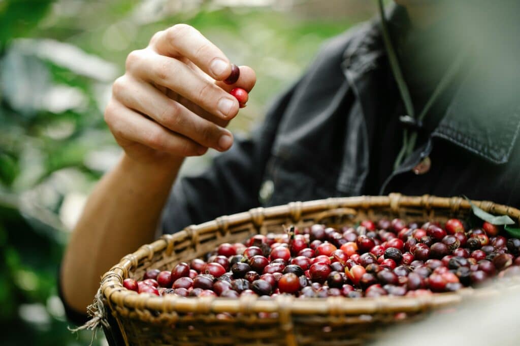 A farmer picks ripe coffee berries from a wicker basket during a sunny outdoor harvest.