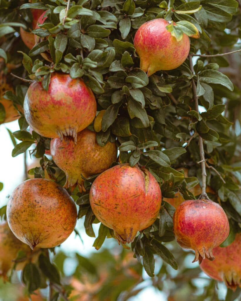 Vibrant pomegranates hanging from a tree in Jendouba, Tunisia, showcasing natural beauty.